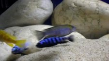 cichlid balıkları l afra jalo reef afra cobue saulosi coral red