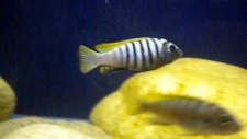 Cichlid Balıkları