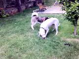 dogo vs husky