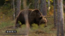 full hd canlılar 1 video clips seti