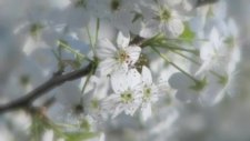 Whiter Shade Of Pale - Annie Lennox