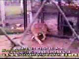 pit bull aslana saldırıyor