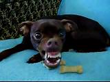 hırçın puppy