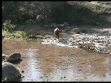 Hacımusasa 4