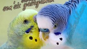 Cengiz İmren - Seni Sevmekten Başka Neydi Benim Günahım Cengiz İmren - Seni Sevmekten Başka Neydi Benim Günahım