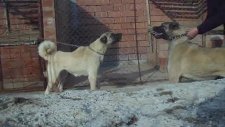 zomo torunu prenses kangal diyarı üretim çiftliği