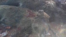 kavşut beldesi domuz avı