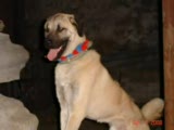 hasanın köpeği