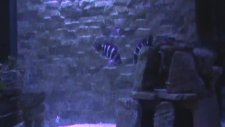 blue zaire moba tank dizaynı
