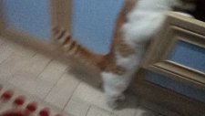 meraklı kedi boncuk