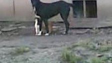 köpek komşu kedileri misafirliğe davet etti