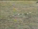 Tavşan-Yılan karşı karşıya gelince...