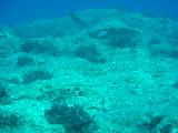 caretta (scuba dalışlar)