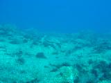 Caretta (Scuba Dalışlar)
