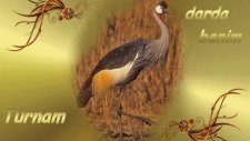 canel -turnam başım darda benim