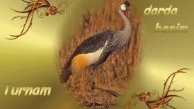 Canel - Turnam Başım Darda Benim Canel - Turnam Başım Darda Benim