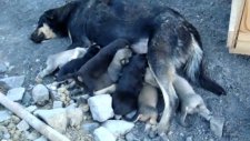 yavru köpekler süt emerken