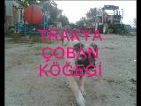 trakya çoban köpeği