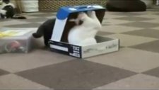 Kedi Kediyi kutuya hapsediyor )