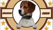 Beagle pamukçu doghouse