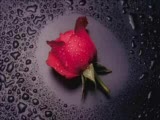 Son Gece-(Damarrrr)
