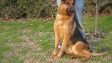 Alman kurdu pamukçu doghouse