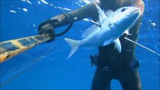 Zıpkınla Balık Avı- Spearfishing-Sinarit-Yazılı Orkinos,written Tuna