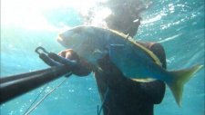 Zıpkınla Balık Avı-Spearfishing,dentice,sinarit