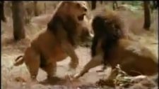 Lion Attack