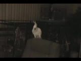 oynayan kuş:)