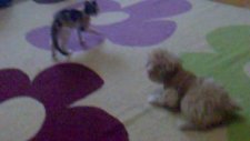 Kedi köpek ilişkisi