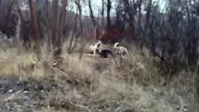 kangal köpekleri domuzu boğması
