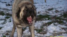 Kangal Vs Pitbull Cakallarin Ölümü Www.suskunmedya.com