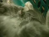 iki başlı kedi...???