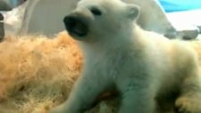 Uykulu kutup ayisi cub
