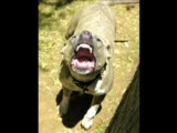 pitbull vs. kangal fotoları