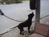pitbull antreman