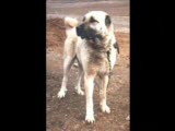 kral köpekler