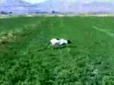 ingiliz pointer sofi ferma