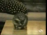 kedİlere bak muyuŞlar