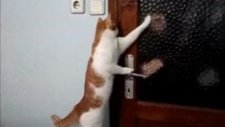 kedi boncuk kapıyı açmaya çalışıyor