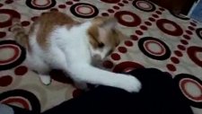 kedi boncuk oyun oynuyor