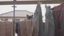 Uzun Atlamada Başarısız Kedi