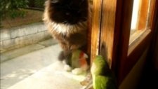 Kedi Kuştan Korktu