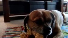 Köpekten bebeğe diş kaşıma dersleri