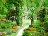 Zeytin Dalı