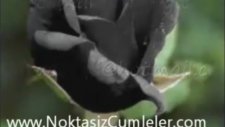 Cemal Safi Katilim Olmadan Git