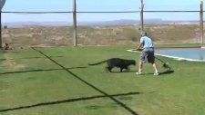 Eğitilen Puma