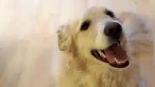 Söz Dinleyen Köpek