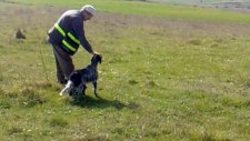 Köpek Eğitimi